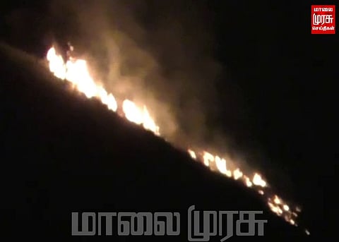 திடீரென பரவிய காட்டுத் தீயால் கருகிய மரங்கள்...