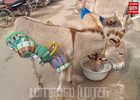 கழுதைப் பால் விற்பனை அமோகம் ...