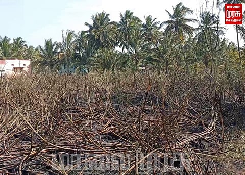 மின்கம்பி உரசியதில் தீயில் கருகிய 2 ஏக்கர் கரும்பு தோட்டம்...