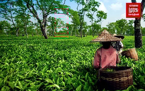 நிர்ணயிக்கப்பட்ட தேயிலை விலை... தேயிலை விலை அதிகரிப்பா?!!