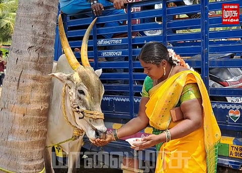 எருதுவிடும் விழாவில் காளைகள் முட்டி 15 பேர் காயம்...