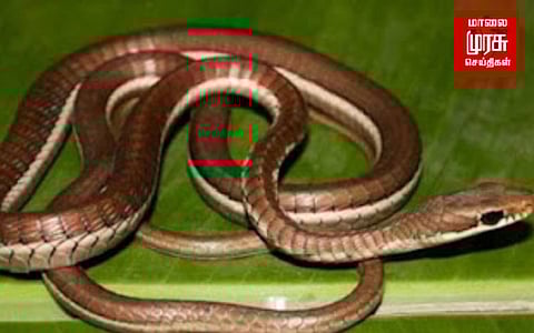 ஒரே வீட்டில் பிடிப்பட்ட ஆறு கொம்பேறி மூக்கன் பாம்புகள்...!!