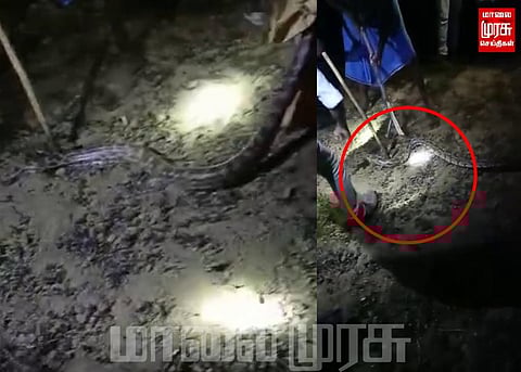 குடியிருப்பு பகுதியில் உலா வந்த 12 அடி நீளமான மலைப்பாம்பு... பொது மக்கள் பீதி...