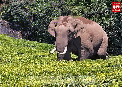 மீண்டும் உலா வந்த படையப்பா யானை... மக்கள் அதிர்ச்சி...