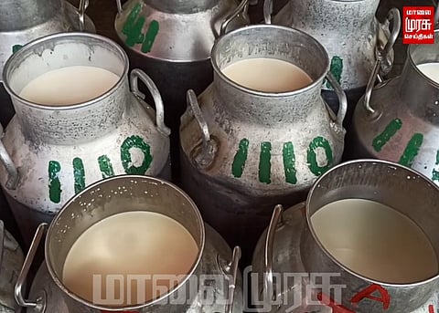 மாடுகளுடன் போராட்டத்தில் ஈடுபட்ட விவசாயிகள்...