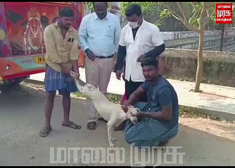 சுற்றுப் பகுதியில் இருந்து 200 நாய்களுக்கு வெறிநோய் தடுப்பூசி...
