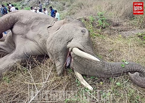 மின்சாரம் தாக்கி காட்டு யானை பலி...