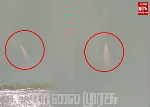 கொள்ளிடம் ஆற்றில் முதலையா? அச்சத்தில் பொது மக்கள்...