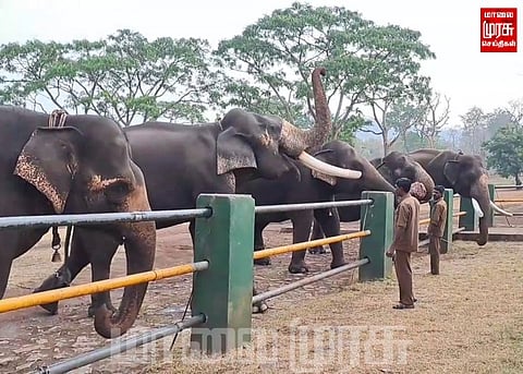 யானை சவாரியை மீண்டும் தொடர சுற்றுலா பயணிகள் கோரிக்கை...