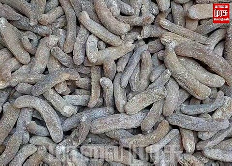 ரூ.1.50 கோடி மதிப்புள்ள கடல் அட்டைகள் பறிமுதல்...