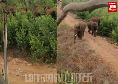 ஊருக்குள் புகுந்த காட்டு யானைகளை விரட்டிய அதிகாரிகள்...