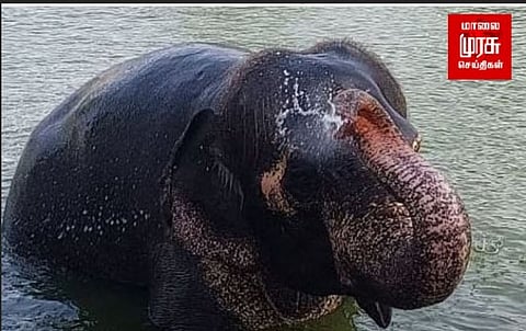 வெயிலுக்கு இதமாக குளியல் போடும் திருநள்ளாறு கோயில் யானை.