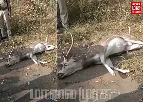தண்ணீர் தேடி சென்ற மான் வாகனத்தில் மோதி பலி...
