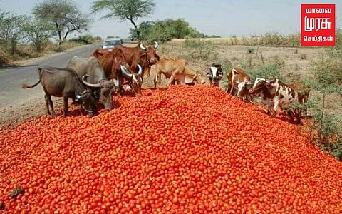 அறுவடை செய்யப்படாத பயிர்கள்... கால்நடைகளுக்கு தீவனமாகும் அவலம்... காரணம் என்ன?!!