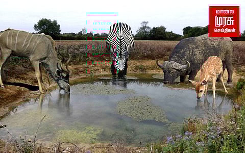 வன விலங்குகளுக்கு குடிநீர் வழங்கும் வனத்துறை...!!