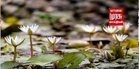 கொடைக்கானலில் பூத்துக் குலுங்கும் வெள்ளை லில்லியம் மலர்கள்.......!