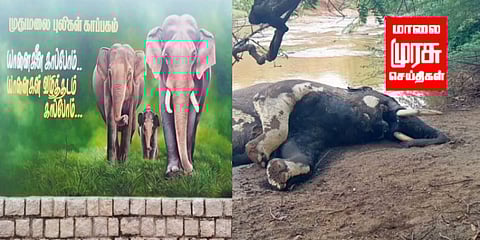 முதுமலை புலிகள் காப்பகத்தில்.... இறந்து கிடந்த ஆண் யானை....!