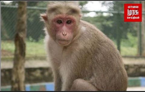 ரொம்ப கோவக்கார குரங்கா இருக்கும் போலையே!!!!