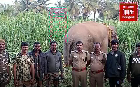 ஒரு வருடமாக போக்கு காட்டி வந்த கருப்பனை பிடித்த வனத்துறையினர்...நிம்மதியடைந்த விவசாயிகள்!