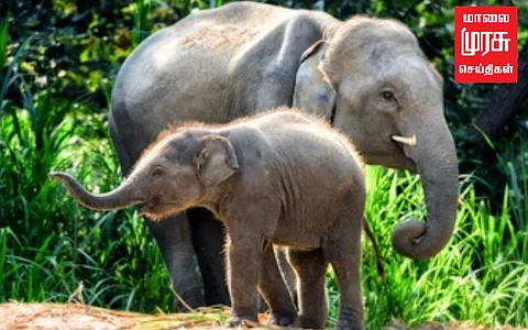 சிதறி கிடந்த யானையின் உடல் உறுப்புகள்...! பொறுப்பற்ற வனத்துறையினர்...!!