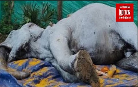 முன்னாள் சட்டமன்ற உறுப்பினர் வளர்த்து வந்த பெண் யானை உயிரிழப்பு!!!!