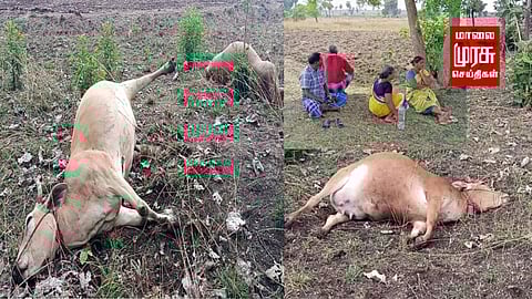 கடலூர் அருகே அறுந்து கிடந்த மின் கம்பியில் சிக்கி 3 பசு மாடுகள் பலி...!