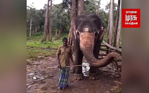 யானை தாக்கி பாகன் உயிரிழப்பு...!!