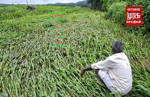 தொடர் மழை எதிரொலி..! - எள் சாகுபடி பாதிப்பு....!