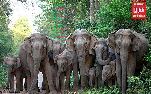 மாட்டு கொட்டகையை துவம்சம் செய்த காட்டு யானை....!!