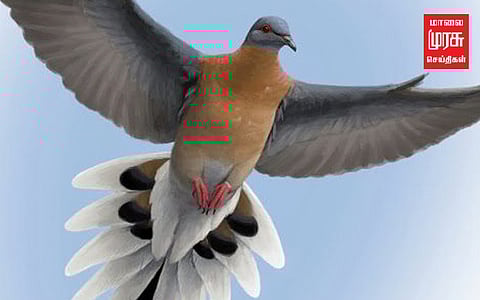 பந்தயத்தில் புறா... குவியும் பாராட்டுகள்..!!