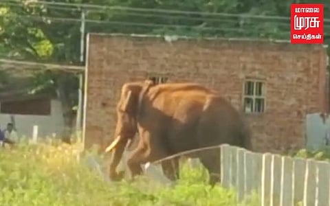 அரிகொம்பனை பிடிக்க வந்த கும்கி...சிக்குவானா இந்த அடங்காத கொம்பன்...!