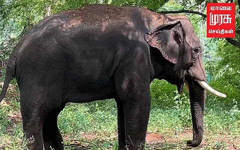 'தென்னந்தோப்பில் தஞ்சம் அடைந்த அரிக்கொம்பன்' பிடிக்குமா வனத்துறை!