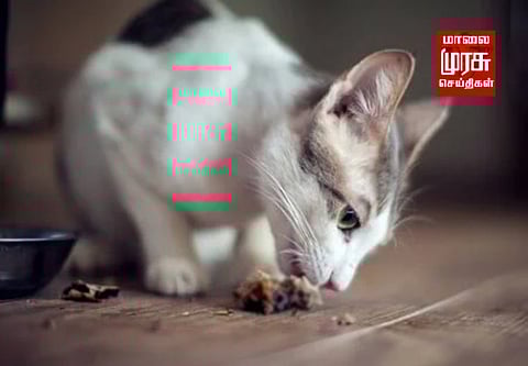 தியேட்டரில் வைத்திருந்த பப்ஸை சாப்பிட்ட பூனை..! சமாளித்த ஊழியர் ..! அதிர்ச்சியில் வாடிக்கையாளர்கள்..!