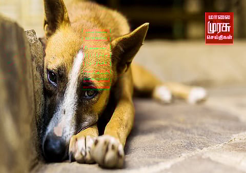 நாயை கொடூரக் கொலை செய்த 3 பேர் கைது....!