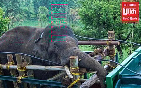 சிக்கிய அரிக்கொம்பன்! மக்கள் நிம்மதி!