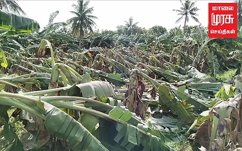 500 ஏக்கர் வாழைமரங்கள் சாய்ந்து சேதம் - விவசாயிகள் கவலை