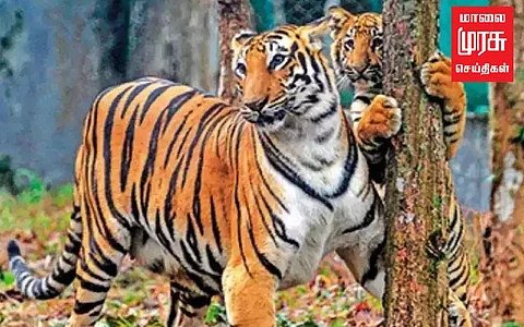 புலிகள் கணக்கெடுக்கும் பணி தொடங்கியது!