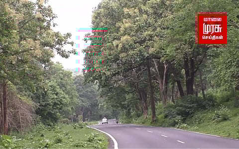 "ரம்மியமாக காட்சியளிக்கும் முதுமலை புலிகள் காப்பகம்": மனதைக் கவரும் புகைப்படங்கள் உள்ளே!