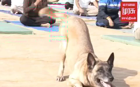யோகா செய்து அசத்திய நாய்; இணையத்தில் வைரல்!