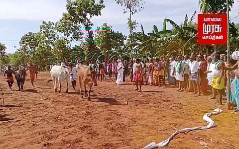 விமரிசையாக நடந்த மாடு மாலை தாண்டும் திருவிழா!