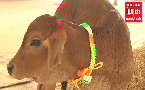முதல் முறையாக நாட்டு பசுவிற்கு செயற்கை கருவூட்டல் மூலம் பிறந்த கன்று!