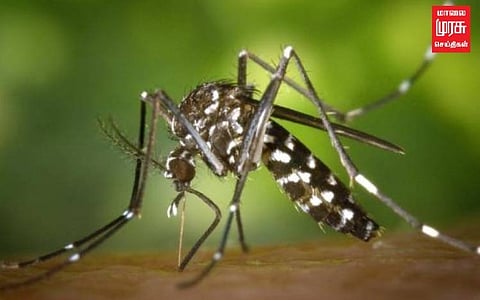 வருகிறது டெங்கு...முன்னெச்சரிக்கை நடவடிக்கைகள் தீவிரம்!