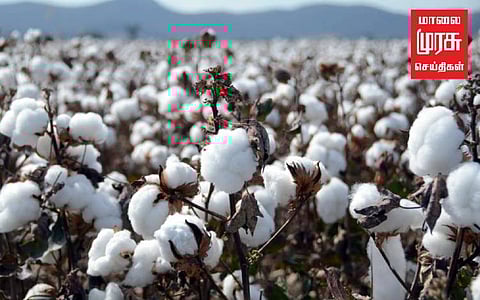 பருத்தி சாகுபடி செலவுகளை ஈடு செய்ய முடியாததால் விவசாயிகள் வேதனை..! நிவாரணம் கோரி போராட்டம்.