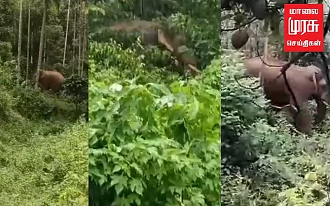 யானைகளின் அட்டகாசம்; தோட்டத் தொழிலாளர்கள் அவதி!