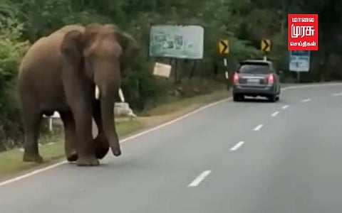 ஒற்றை யானை நடமாட்டம்... வாகன ஓட்டிகளுக்கு வனத்துறையினர் எச்சரிக்கை!