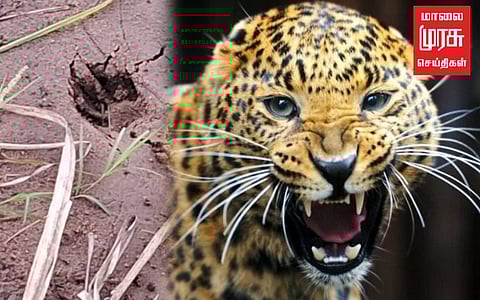 அரியலூரில் சிறுத்தை நடமாட்டமா? பொதுமக்கள் அச்சம்!