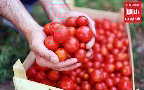 தக்காளி விலை மேலும் ரூ.10 உயர்வு