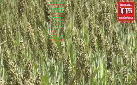 மானாவாரி நிலத்தில் விளைச்சல் அமோகம்...விவசாயிகள் மகிழ்ச்சி!