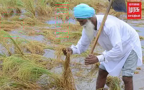 சில வாரங்களாகவே வெளுத்து வாங்கிய கனமழை...சேதமடைந்த நெற்பயிர்கள்...கவலையில் விவசாயிகள்!