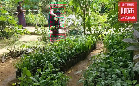 கழிவு மாம்பழங்களில் இருந்து 5,000 மாங்கன்றுகள்...விவசாயிகளாக மாறிய தூய்மைப் பணியாளர்கள்!!